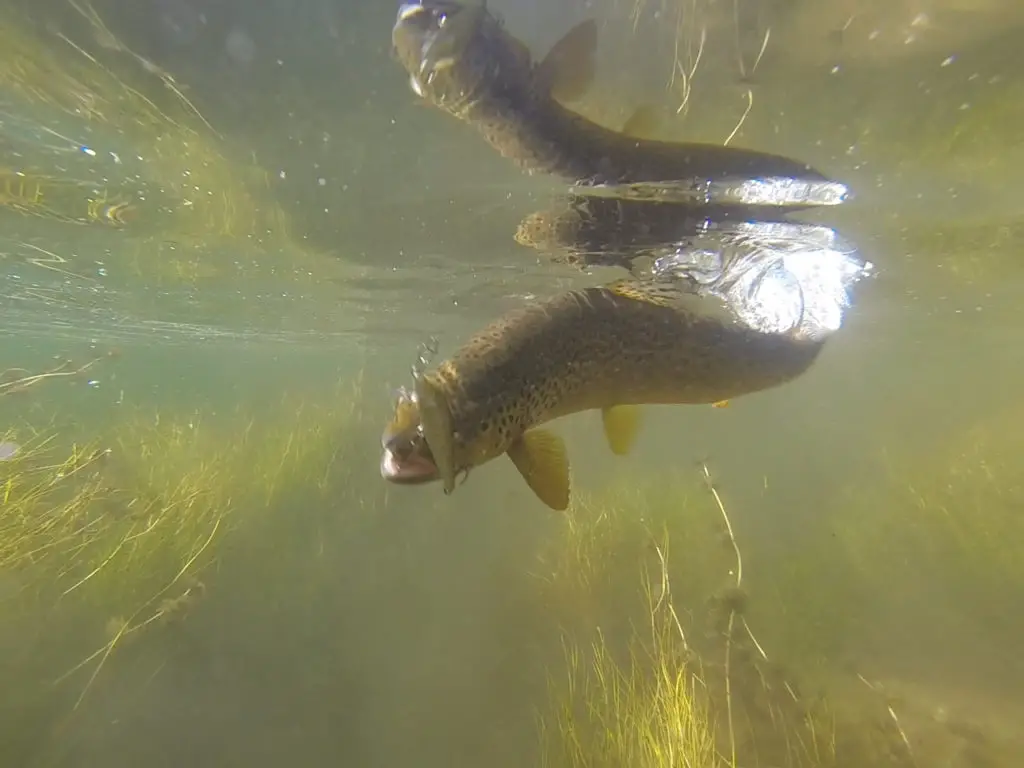 Brown trout being caught in a river by a original rapala fishing lure