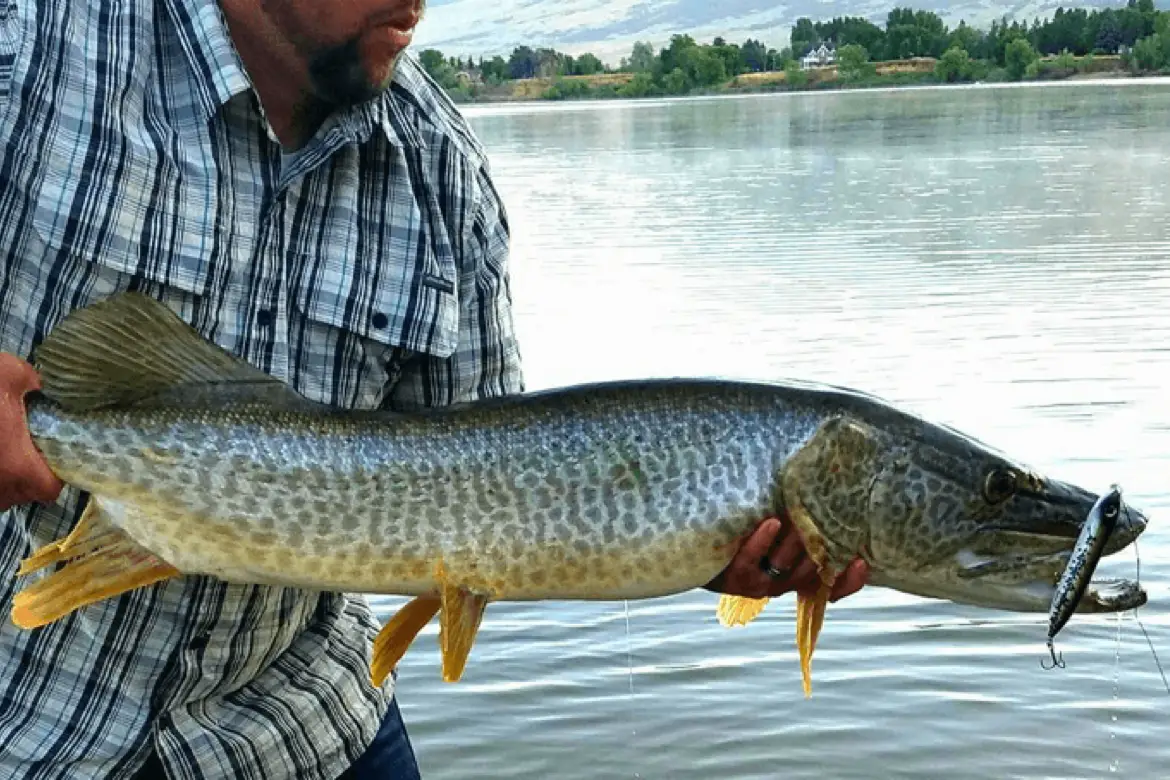Main image of angler holding a tiger muskie