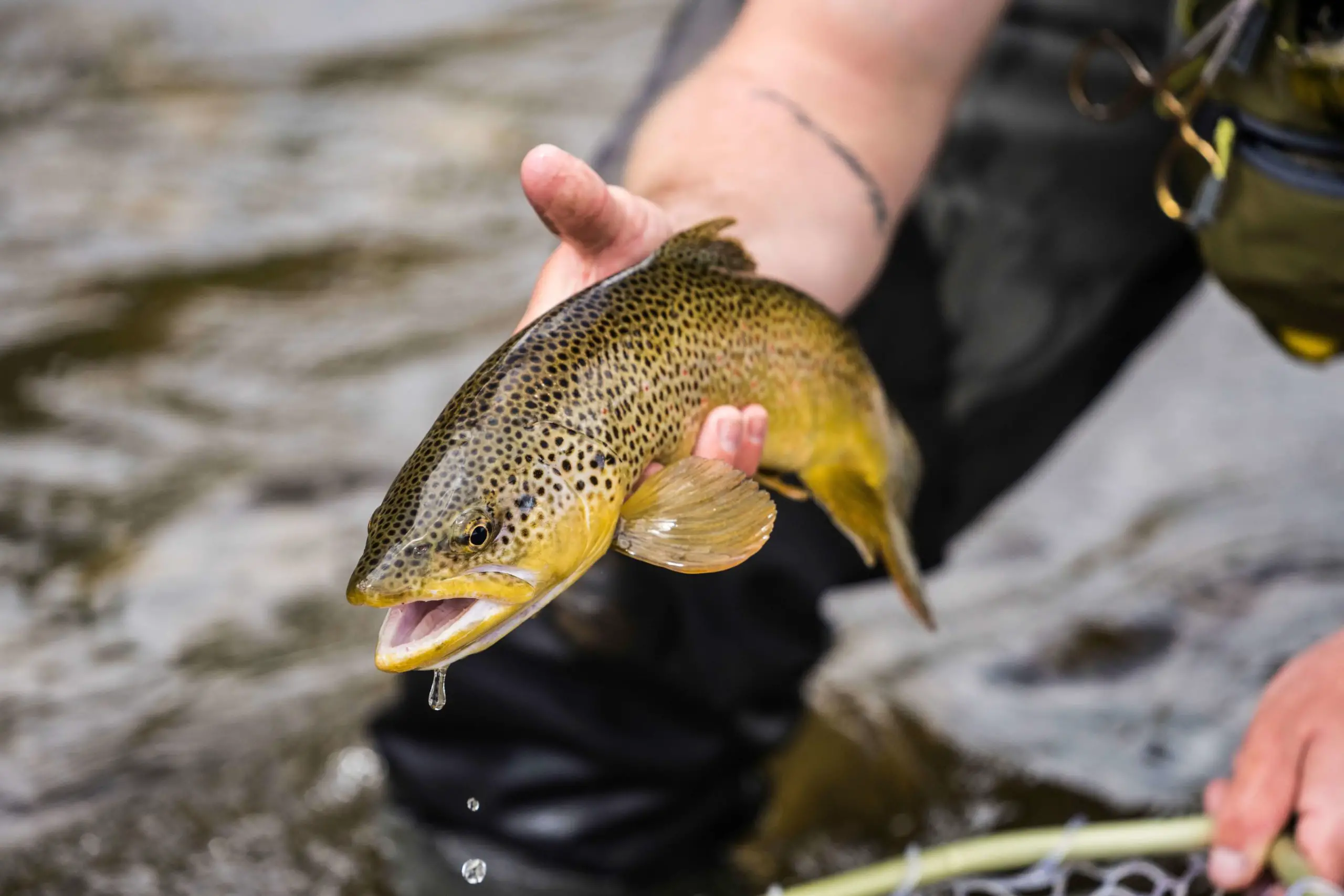 Brown Trout scaled Catch More Brown Trout with These 7 Lures