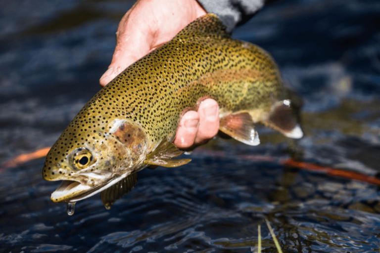 The 7 Best Ways to Catch Trout – Tilt Fishing